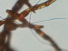 Coenogonium interplexum