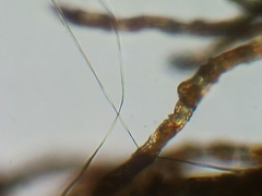 Coenogonium interplexum