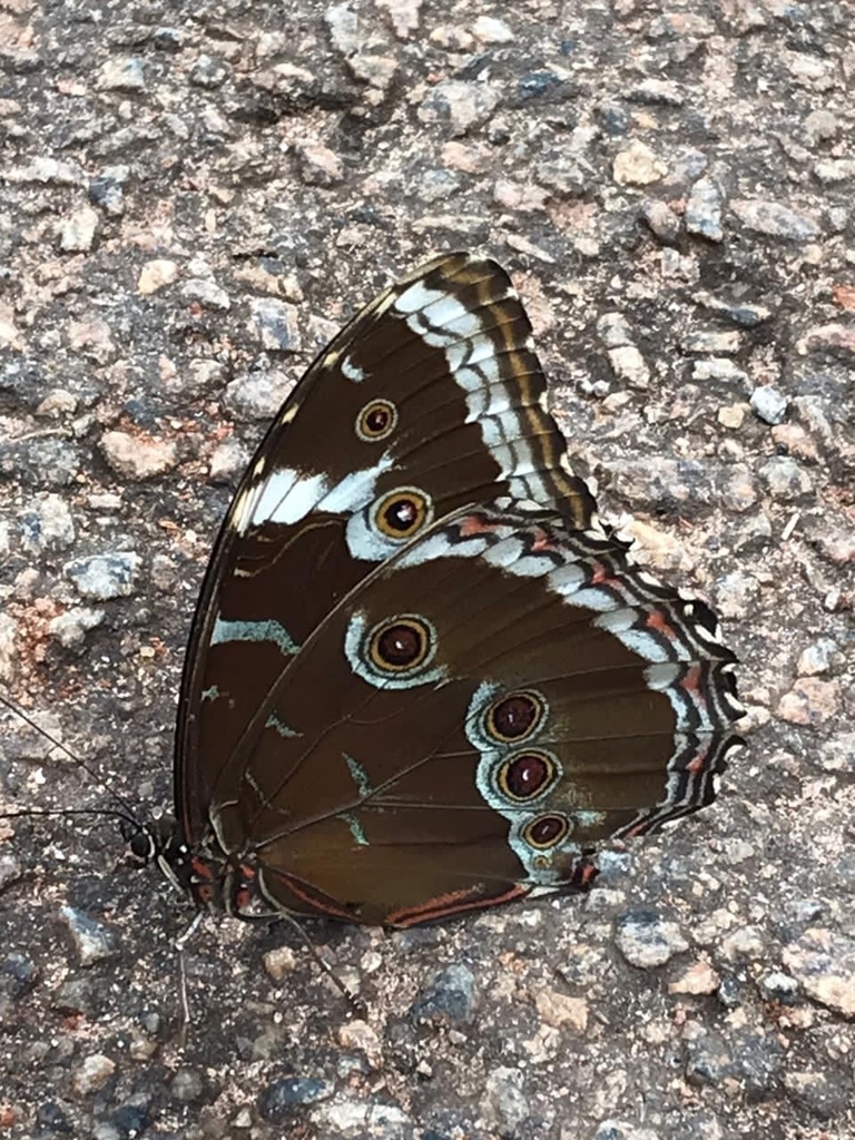 Morpho helenor achillides from Rua B, Guanhães, MG, BR on October 30