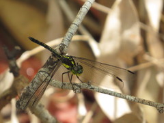 Agrionoptera longitudinalis biserialis