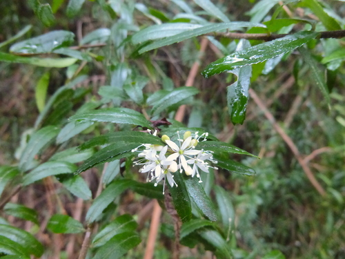 Image of Leionema bilobum by (c) Kiri Bee, some rights reserved (CC BY)
