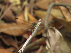 Agrionoptera longitudinalis biserialis
