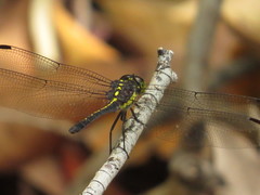 Agrionoptera longitudinalis biserialis