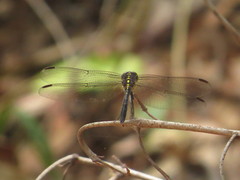 Agrionoptera longitudinalis biserialis