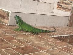 Iguana iguana