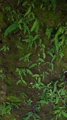 Blechnum polypodioides