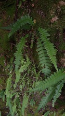 Blechnum polypodioides