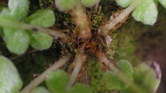 Blechnum polypodioides