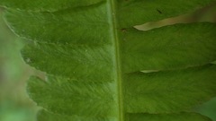 Blechnum polypodioides