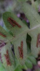 Blechnum polypodioides