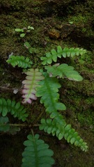 Blechnum polypodioides