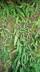Blechnum polypodioides