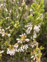 Erica caffrorum