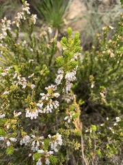 Erica caffrorum