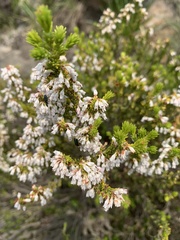 Erica caffrorum