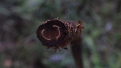 Pelazoneuron abruptum