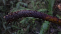 Pelazoneuron abruptum