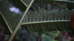 Pelazoneuron abruptum