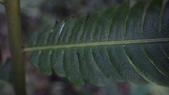 Pelazoneuron abruptum