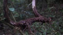 Pelazoneuron abruptum