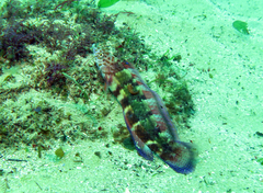 Eupetrichthys angustipes