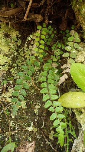 Goniopteris abdita