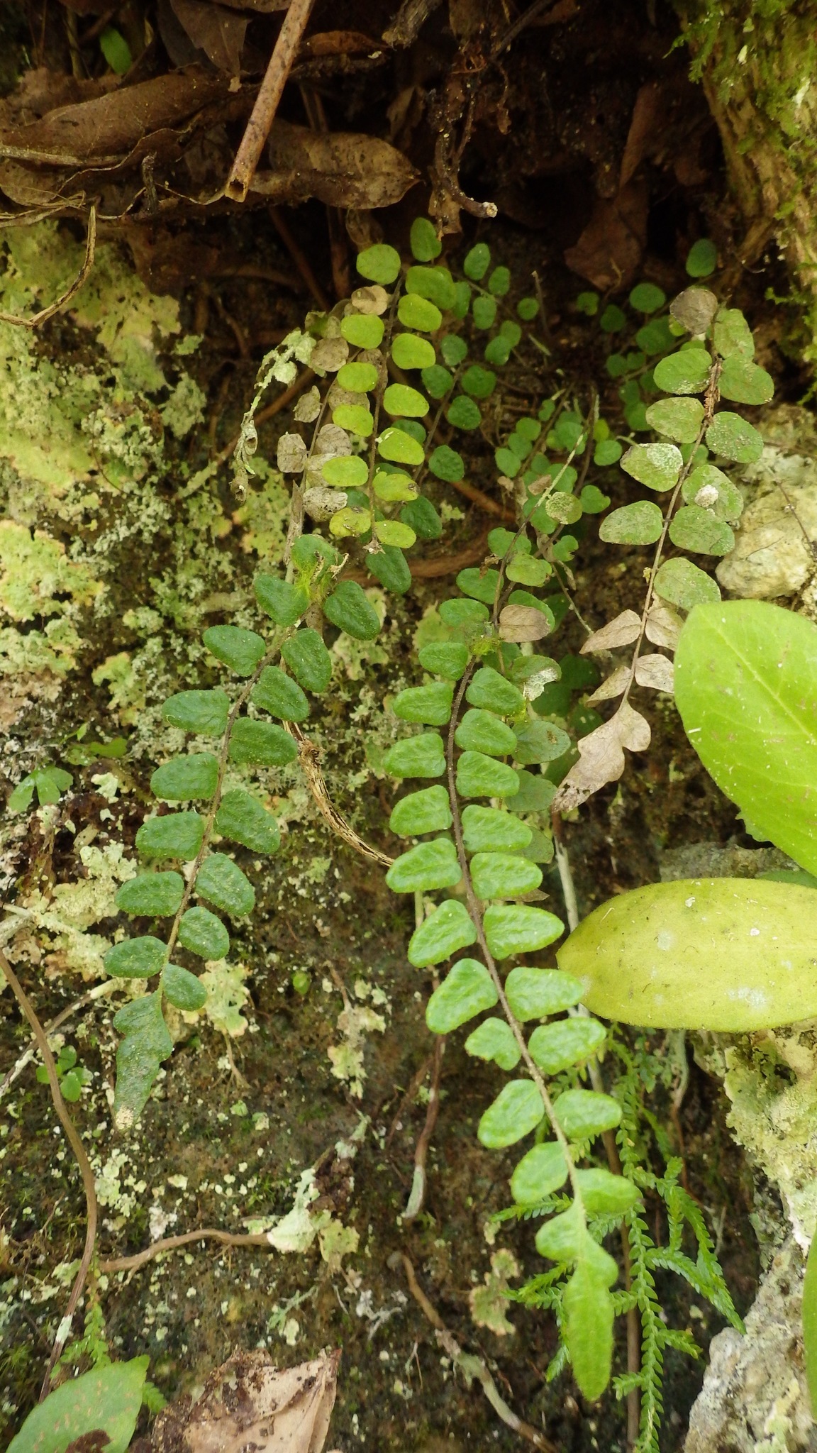 Goniopteris abdita