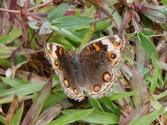 Junonia orithya wallacei