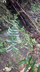 Goniopteris retroflexa