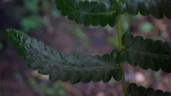 Goniopteris retroflexa