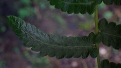 Goniopteris retroflexa