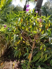 Pleroma semidecandrum