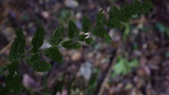 Goniopteris retroflexa