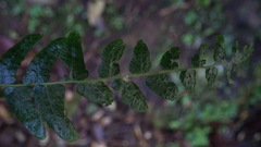 Goniopteris retroflexa