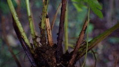 Goniopteris retroflexa