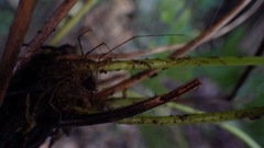 Goniopteris retroflexa