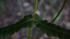 Goniopteris retroflexa