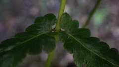 Goniopteris retroflexa