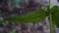 Goniopteris retroflexa