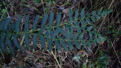 Goniopteris retroflexa