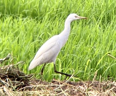 Bubulcus ibis