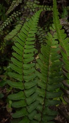 Goniopteris cordata