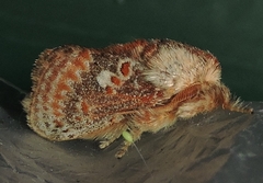 Pseudanapaea