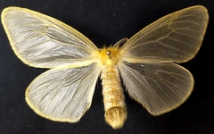 Olapa tavetensis