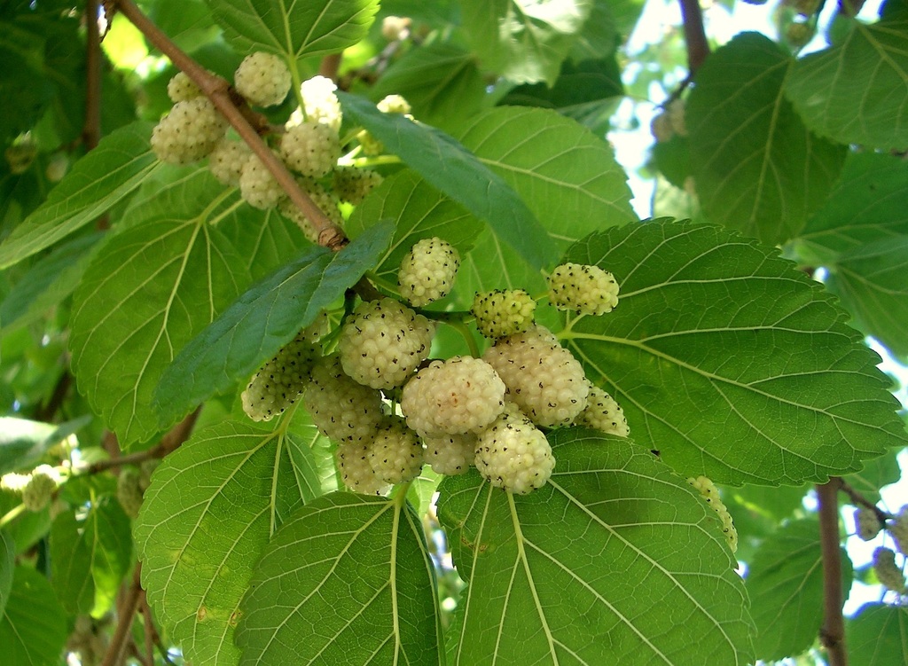 Identify invasive trees: White mulberry 