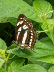 Phaedyma columella singa