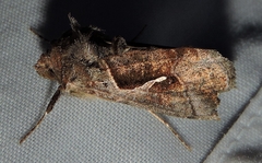 Chrysodeixis subsidens