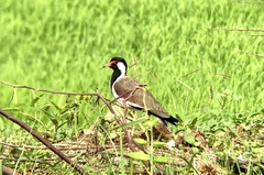 Vanellus indicus