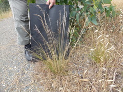 Austrostipa scabra