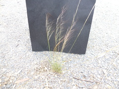 Austrostipa scabra falcata